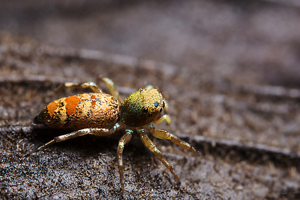 포토 JPG 해외이미지 곤충 잎 자연 사람없음 노란색 육식동물 거미 해외포토 식물 동물 컬러 생태계 파일형식 이미지허브