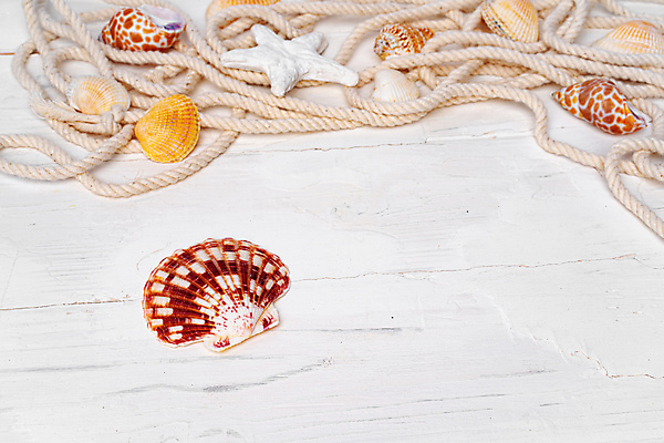 포토 JPG 해외이미지 밧줄 불가사리 사람없음 조개껍데기 소라 나무탁자 카피스페이스 해외일러스트 해외포토 줄 탁자 조개 어패류 극피동물 공백 파일형식 이미지허브