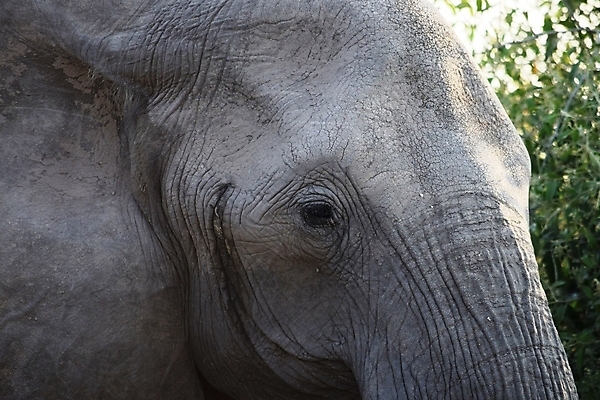 포토 JPG 해외이미지 동물 공원 야생동물 여행 포유류 가족 아프리카 자연 엄마 초식동물 코끼리 풍경 초원 사람없음 야외 물 강 힘 회색 마시기 아기 황무지 보호 군중 큼 사파리 귀 상아 케냐 남쪽 내추럴 송아지 보츠와나 사바나 전국 해외포토 자연요소 공공시설 나라 새끼 컬러 컨셉 관계 모션 사람 신체부위 소 크기 방향 생태계 파일형식 이미지허브