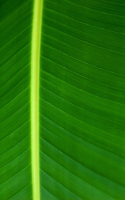 포토 JPG 해외이미지 식물 건축물 계절 선 백그라운드 잎 패턴 자연 추상 세포 건강 사람없음 초록색 여름 환경 봄 성장 신선 변화 척추 묘사 만족 유기농 생태계 질감 심플 정맥 내추럴 광합성 대칭 방법 생태학 엘리먼트 그리너리 해외포토 웰빙 교육 건축 감정 컬러 컨셉 무늬 뼈 혈관 파일형식 트랜드컬러 이미지허브