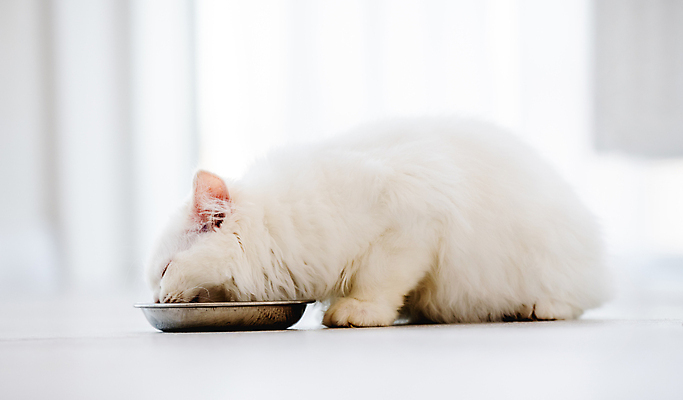 포토 JPG 해외이미지 한마리 그릇 실내 앉기 사람없음 아웃포커스 반려동물 귀여움 고양이 커튼 먹기 반려묘 랙돌 해외포토 동물 1 식기 컨셉 포유류 모션 촬영기법 내부 파일형식 이미지허브