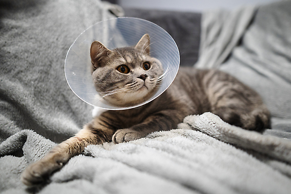 포토 JPG 해외이미지 동물 영국 수염 스트레스 주택 건강 피곤 안전 사람없음 반려동물 소파 약 머리 고양이 고통 회색 보호 핥기 질병 위험 플라스틱 목 문제 외과 원뿔 수의사 직진 스코틀랜드 해외포토 도형 감정 유럽 컬러 컨셉 의자 포유류 의학 모션 재질 병원 건물 신체부위 의사 파일형식 이미지허브