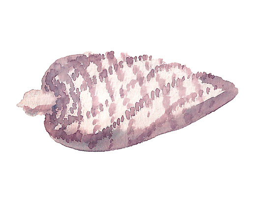 포토 JPG 해외이미지 나무 식물 디자인 계절 크리스마스 겨울 일러스트 부분 자연 추상 휴가 씨앗 사람없음 목재 장식 갈색 보라색 페인트 흰색 소나무 숲 12월 오브젝트 상록수 침엽수 전나무 원뿔 고립 삼나무 삼림지대 숙성 시베리아 엘리먼트 해외일러스트 도형 기념일 컬러 무늬 재료 날짜 생태계 파일형식 이미지허브