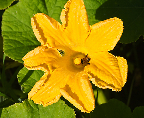 포토 JPG 해외이미지 식물 꽃잎 꽃 별 호박 사람없음 농장 노란색 정원 벚꽃 시장 농부 유기농 원예 포도나무 스쿼시 해외포토 자연요소 직업 웰빙 스포츠 컬러 농업 채소 취미 구기 과일나무 파일형식 이미지허브