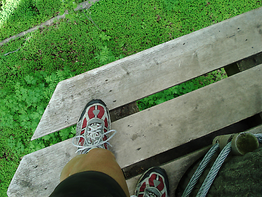 포토 JPG 해외이미지 나무 서기 사람없음 점프 가을 떨어짐 고도 단상 내려보기 해외포토 식물 계절 컨셉 모션 파일형식 이미지허브