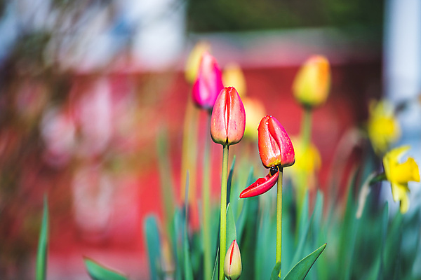포토 JPG 해외이미지 식물 꽃 꽃무늬 밭 자연 벽지 불꽃 풍경 초원 사람없음 야외 초록색 여름 빛 햇빛 뷰티 환경 봄 공백 튤립 성장 벚꽃 흰색 인사 생일 개화 순수 원예 데이지 엽서 장면 수선화 결백 카피스페이스 정확 해외포토 계절 기념일 컬러 컨셉 무늬 농업 불 취미 태양 예절 편지 생태계 파일형식 이미지허브