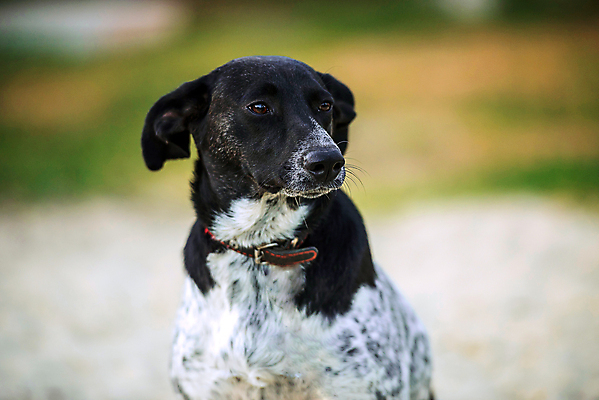 포토 JPG 해외이미지 동물 응시 행복 얼굴 밭 자연 초원 사람없음 야외 여름 반려동물 검은색 기다림 닫기 개 강아지 작음 테리어 코 냄새 귀 거짓말 기르기 돌무덤 자선단체 해외포토 시선 계절 감정 컬러 농업 포유류 모션 신체부위 무덤 그룹 크기 생태계 돌봄 자선 파일형식 이미지허브