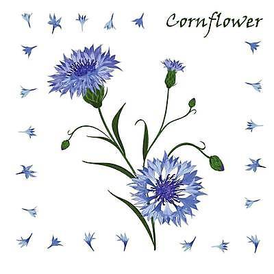 EPS 해외이미지 식물 디자인 계절 꽃잎 꽃 유럽 줄기 꽃다발 백그라운드 잎 꽃무늬 패턴 일러스트 자연 독일 초원 장식 초록색 여름 파란색 정원 벚꽃 흰색 나뭇가지 다발 심볼 스위스 러시아 벨기에 화단 폴란드 고립 라트비아 벨로루시 스칸디나비아 에스토니아 엘리먼트 우크라이나 해외일러스트 나무 나라 컬러 무늬 북유럽 생태계 서유럽 파일형식 벡터 이미지허브