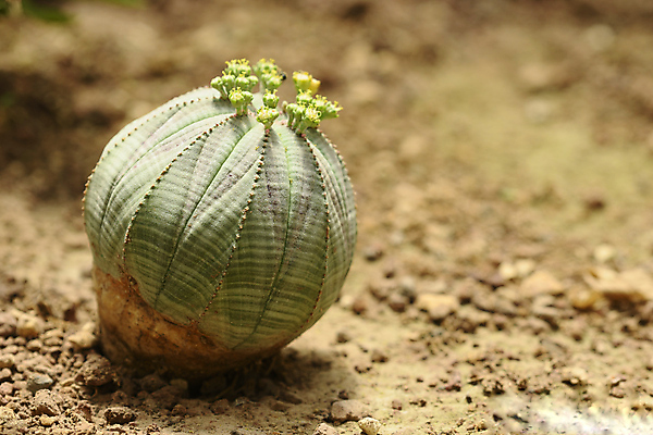 포토 JPG 해외이미지 식물 꽃 아프리카 사람없음 글로벌 야구 변화 멸종 남쪽 남아프리카 아열대 생존 해외포토 나라 컨셉 구기 방향 파일형식 이미지허브
