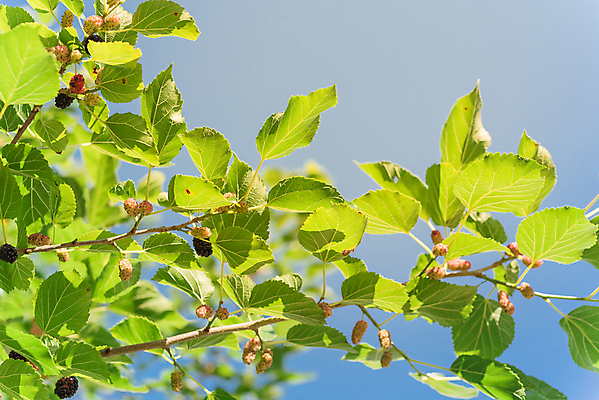 포토 JPG 해외이미지 나무 식물 계절 열매 잎 농업 과일 자연 하늘 디저트 건강 사람없음 빨간색 초록색 여름 컬러풀 농장 정원 검은색 미국 수확 나뭇가지 신선 그룹 달콤 맛 숲 과수원 다발 수집 먹기 유기농 날것 블랙베리 내추럴 숙성 텍사스 맛있는 해외포토 웰빙 산업 음식 컬러 컨셉 북아메리카 모션 생태계 파일형식 이미지허브