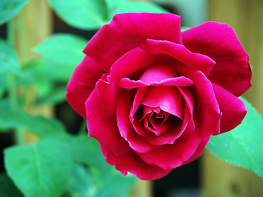 포토 JPG 해외이미지 식물 공원 꽃잎 꽃 꽃다발 결혼 백그라운드 잎 꽃무늬 밭 자연 발렌타인데이 사랑 미술 사람없음 야외 장식 빨간색 초록색 여름 컬러풀 뷰티 장미 정원 봄 벚꽃 축하 신선 개화 묘사 꽃봉오리 원예 아로마 꽃가루 진홍색 깊이 단아함 해외포토 계절 공공시설 감정 컬러 컨셉 무늬 농업 데이이벤트 문화예술 이벤트 취미 가루 생태계 파일형식 이미지허브