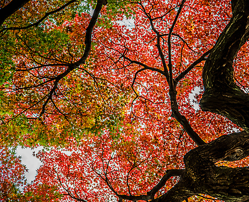 포토 JPG 해외이미지 주간 로우앵글 단풍 단풍나무 사람없음 야외 해외포토 자연요소 나무 뷰포인트 잎 파일형식 이미지허브