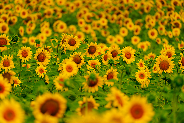 포토 JPG 해외이미지 주간 줄기 잎 꽃밭 해바라기 사람없음 야외 아웃포커스 소프트포커스 해외포토 자연요소 식물 꽃 촬영기법 파일형식 이미지허브