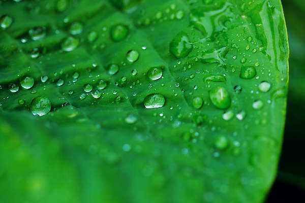 포토 JPG 해외이미지 식물 계절 지구 백그라운드 잎 자연 아침 추상 사람없음 야외 초록색 물 여름 환경 정원 화목 젖음 성장 물방울 신선 액체 떨어짐 이슬 빗방울 허브 질감 내추럴 카피스페이스 해외포토 주간 자연요소 컬러 컨셉 무늬 공백 비_날씨 생태계 파일형식 이미지허브