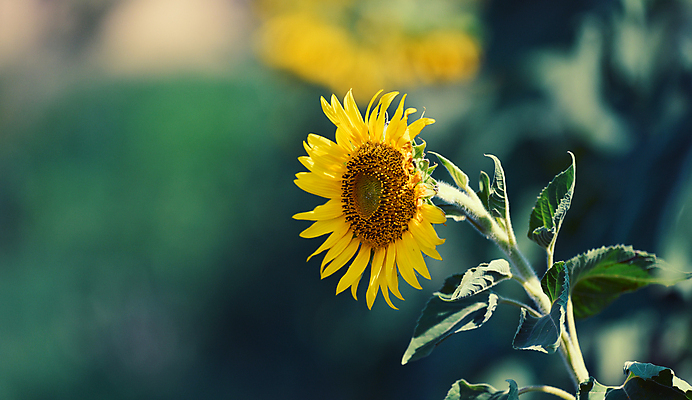 포토 JPG 해외이미지 주간 줄기 잎 해바라기 사람없음 야외 아웃포커스 카피스페이스 해외포토 자연요소 식물 꽃 촬영기법 공백 파일형식 이미지허브