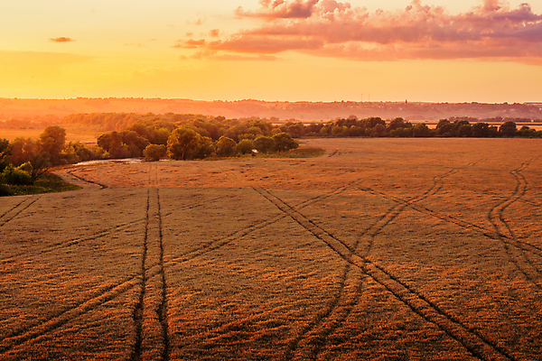 포토 JPG 해외이미지 나무 자연 하늘 사람없음 야외 햇빛 농경지 일몰 밀밭 해외포토 식물 밭 태양 농장 노을 밀 생태계 파일형식 이미지허브