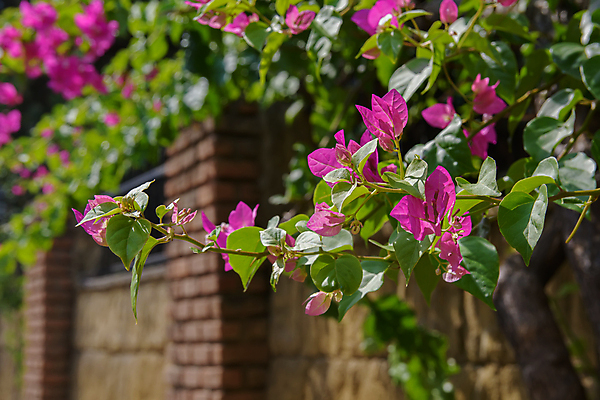 포토 JPG 해외이미지 식물 디자인 꽃잎 꽃 분홍색 꽃다발 백그라운드 꽃무늬 자연 휴식 사람없음 장식 초록색 여름 파란색 컬러풀 뷰티 우주 정원 보라색 스파 봄 낭만 벚꽃 흰색 신선 우아함 다발 제비꽃 묘사 오브젝트 내추럴 엘리먼트 이국적 파스텔톤 알로하 해외포토 계절 컬러 컨셉 무늬 인사 생태계 파일형식 이미지허브