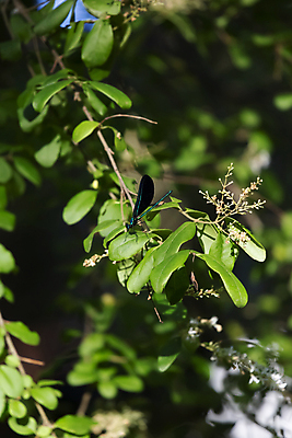 포토 JPG 해외이미지 동물 야생동물 과학 곤충 캐나다 절지류 날개 자연 생물 안테나 사람없음 야외 세로 파란색 환경 검은색 미국 덮개 벌레 숲 흉부 생물학 리빙 동물상 생태학 해외포토 교육 컬러 북아메리카 통신 조형물 뚜껑 호흡기관 생태계 파일형식 이미지허브