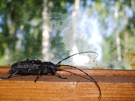 포토 JPG 해외이미지 나무 식물 동물 야생동물 곤충 자연 안테나 사람없음 목재 갈색 검은색 손상 신선 소나무 점 닫기 해충 벌레 작음 먹기 딱정벌레 묘사 싱글 생물학 나무껍질 주둥이 동물상 방법 수유 왕국 해외포토 교육 컬러 컨셉 재료 통신 모션 조형물 껍질 크기 생태계 파일형식 이미지허브