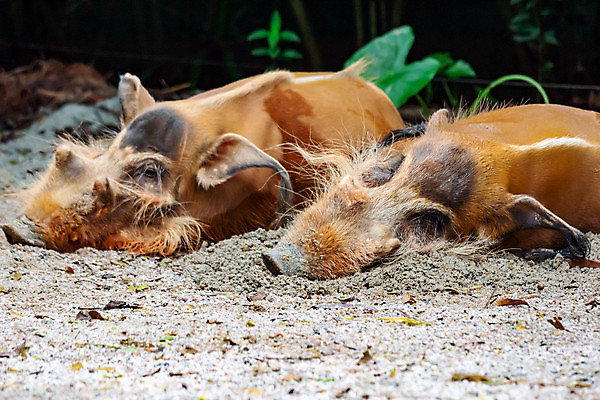 포토 JPG 해외이미지 동물 커플 얼굴 야생동물 2 포유류 아프리카 자연 휴식 함께함 돼지고기 사랑 사람없음 옆모습 빨간색 강 갈색 검은색 흰색 잠 돼지 황무지 낮잠 귀 먼지 주둥이 멧돼지 땅바닥 해외포토 감정 나라 뷰포인트 컬러 컨셉 관계 바닥 육류 신체부위 생태계 파일형식 이미지허브
