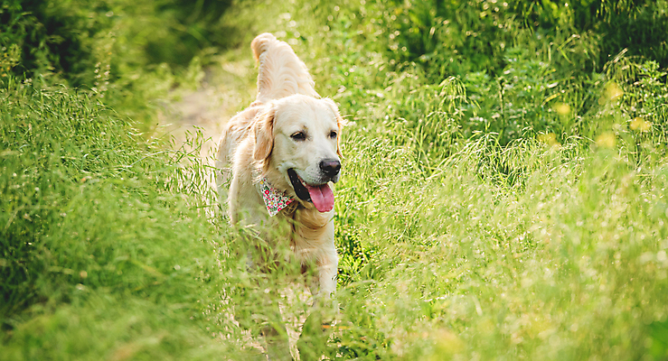 포토 JPG 해외이미지 행복 놀이 사람없음 야외 산책 잡초 개 손수건 해외포토 식물 감정 포유류 휴식 파일형식 이미지허브