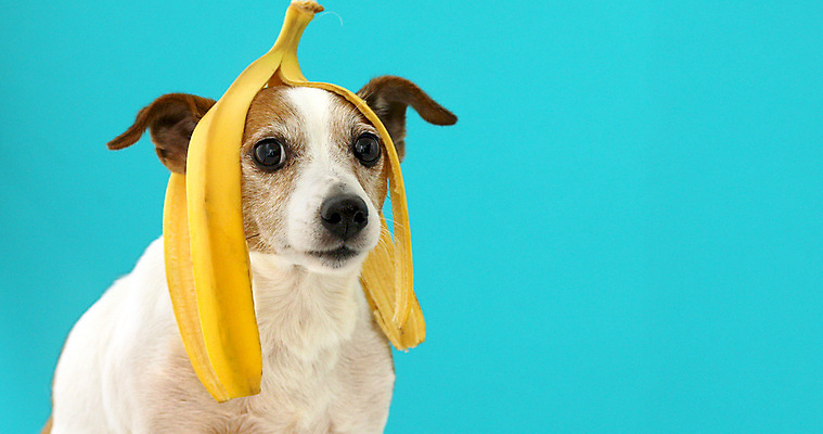 포토 JPG 해외이미지 동물 응시 백그라운드 채소 과일 바나나 사람없음 파란색 반려동물 노란색 머리 놀람 껍질 표현 잡기 유머 개 달콤 강아지 테리어 호기심 잭 수의사 송곳니 고립 바보 벙어리 카피스페이스 비건 해외포토 시선 감정 컬러 컨셉 포유류 모션 표정 신체부위 공백 의사 맛 치아 채식주의자 파일형식 이미지허브