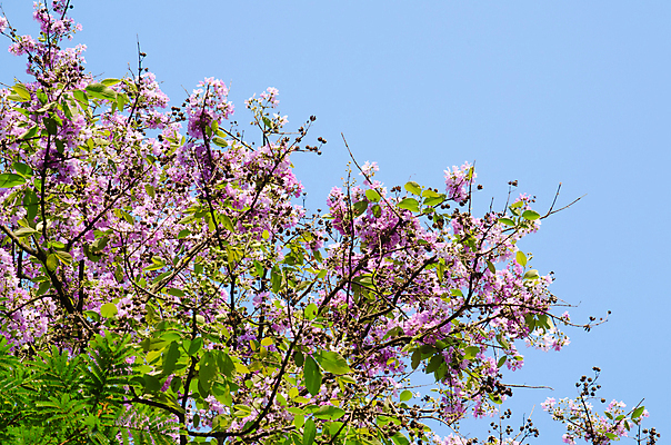포토 JPG 해외이미지 나무 꽃잎 꽃 분홍색 잎 밭 태국 자연 하늘 사람없음 야외 여름 환경 정원 봄 나뭇가지 닫기 숲 보케 해외포토 식물 계절 아시아 컬러 농업 모션 생태계 파일형식 이미지허브