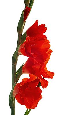 포토 JPG 해외이미지 식물 기념일 꽃잎 꽃 줄기 꽃다발 꽃무늬 자연 발렌타인데이 선물 사랑 사람없음 장식 빨간색 초록색 여름 정원 성장 벚꽃 흰색 꽃술 생일 닫기 다발 오브젝트 싱글 원예 내추럴 고립 엘리먼트 해외포토 계절 감정 컬러 무늬 모션 데이이벤트 이벤트 취미 생태계 파일형식 이미지허브