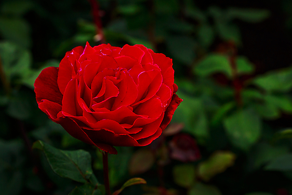 포토 JPG 해외이미지 꽃 산업 농업 자연 사람없음 야외 가로 컬러풀 장미 닫기 원예 카피스페이스 해외포토 식물 컬러 모션 취미 공백 생태계 파일형식 이미지허브