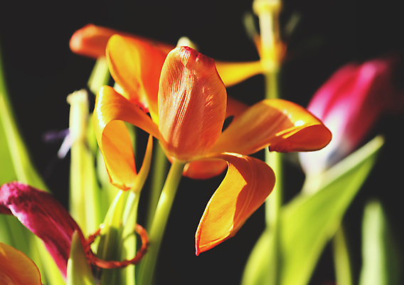 포토 JPG 해외이미지 꽃잎 꽃 잎 꽃무늬 밭 자연 사람없음 빨간색 초록색 태양 정원 봄 튤립 벚꽃 신선 이슬 질감 엽서 내추럴 감탄 해외포토 자연요소 식물 계절 컬러 무늬 농업 편지 생태계 파일형식 이미지허브