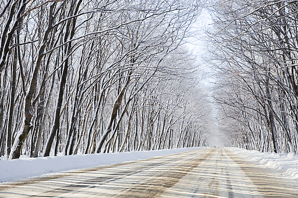 포토 JPG 해외이미지 나무 길 겨울 자연 사람없음 야외 눈 숲 가로수 해외포토 자연요소 식물 계절 날씨 생태계 파일형식 이미지허브