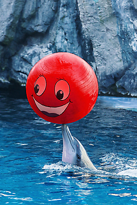 포토 JPG 해외이미지 동물 행복 야생동물 바다 백그라운드 2 장난 포유류 자연 놀이 생물 동물원 어류 미소 사람없음 물 여름 파란색 달리기 점프 수중 수영 힘 기쁨 회색 젖음 게임 흰색 떨어짐 돌고래 다이빙 코 쇼 지느러미 수영선수 수족관 지능 해외포토 자연요소 계절 감정 컬러 컨셉 모션 운동선수 표정 신체부위 수중동물 수상스포츠 생태계 수중스포츠 파일형식 이미지허브