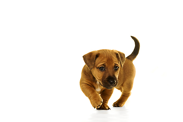 포토 JPG 해외이미지 스튜디오촬영 동물 척추동물 응시 새끼 포유류 실내 서기 사람없음 옆모습 반려동물 갈색 만지기 개 강아지 선탠 작음 흰배경 송곳니 고립 유래 천진난만 카피스페이스 해외포토 시선 뷰포인트 컬러 백그라운드 컨셉 모션 내부 공백 흰색 치아 크기 파일형식 이미지허브