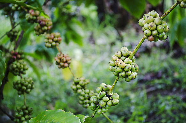 포토 JPG 해외이미지 나무 식물 잎 농업 과일 자연 콩 사람없음 야외 초록색 농작물 농장 그룹 해외포토 산업 컬러 곡류 생태계 파일형식 이미지허브