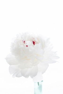 포토 JPG 해외이미지 식물 계절 꽃잎 꽃 결혼 백그라운드 잎 꽃무늬 자연 건강 사람없음 여름 뷰티 머리 활발 벚꽃 흰색 신선 개화 유기농 부드러움 고립 작약 취급주의 해외포토 웰빙 컬러 컨셉 무늬 경고 이벤트 신체부위 감각 생태계 파일형식 이미지허브