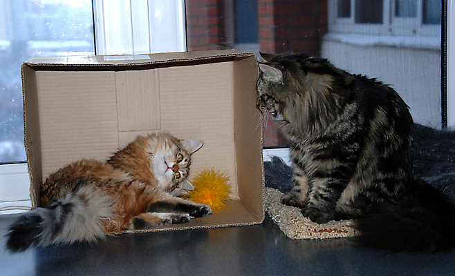 포토 JPG 해외이미지 동물 백그라운드 잎 장난 포유류 발 수염 주택 털 잔디 사람없음 야외 빨간색 초록색 파란색 반려동물 소파 머리 점프 고양이 줄무늬 산책 회색 흰색 표현 모피 꼬리 얼룩무늬 솜털 발톱 총구 해외포토 식물 컬러 무늬 의자 모션 휴식 건물 신체부위 파일형식 이미지허브