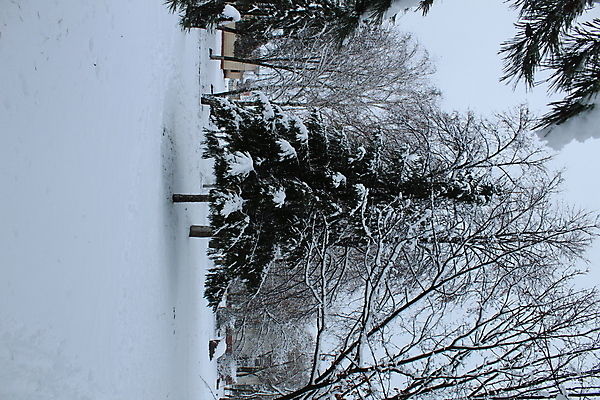 포토 JPG 해외이미지 나무 계절 여행 백그라운드 크리스마스 겨울 밭 자연 하늘 아침 동화 휴가 산 사람없음 야외 목재 가로 파란색 빛 햇빛 뷰티 냉동 얼음 침묵 추위 덮개 흰색 나뭇가지 시골 황무지 숲 시원함 서리 장면 자작나무 눈내림 해외포토 주간 자연요소 식물 기념일 컬러 농업 재료 눈_날씨 태양 소리 뚜껑 생태계 파일형식 이미지허브