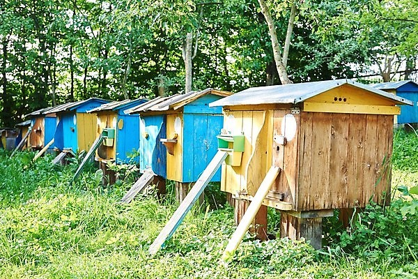 포토 JPG 해외이미지 동물 계절 음식 포즈 곤충 농업 비즈니스 모션 자연 노동자 건강 초원 사람없음 야외 상자 농장 정원 수확 시골 달콤 약초 유기농 꽃가루 꿀 찌르기 벌집 내추럴 밀랍 양봉 양봉장 왁스 많음 해외포토 직업 웰빙 산업 컨셉 풀_식물 맛 가루 생태계 파일형식 이미지허브