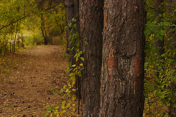 포토 JPG 해외이미지 나무 식물 계절 공원 도로 길 백그라운드 잎 오렌지 자연 벽지 풍경 사람없음 야외 빨간색 초록색 빛 컬러풀 뷰티 갈색 노란색 환경 활발 가을 시골 신선 황금 숲 오솔길 11월 10월 내추럴 방법 해외포토 공공시설 컬러 컨셉 과일 교통시설 날짜 생태계 파일형식 이미지허브