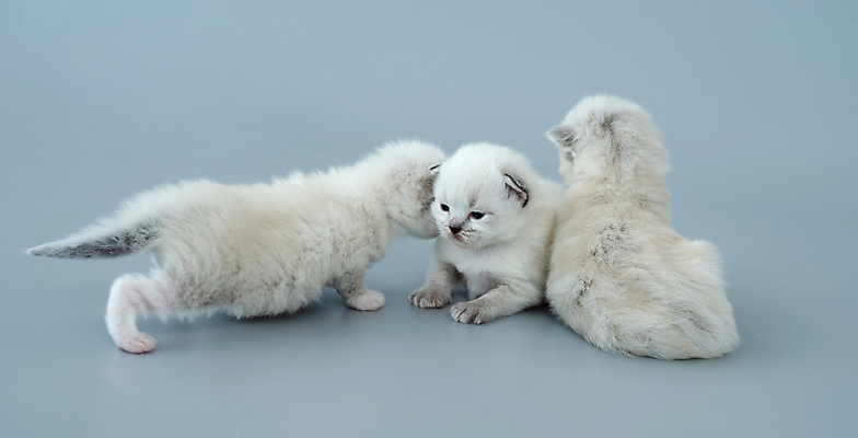 포토 JPG 해외이미지 새끼 회색배경 실내 세마리 사람없음 반려동물 귀여움 고양이 반려묘 랙돌 해외포토 동물 백그라운드 컨셉 포유류 3 내부 회색 파일형식 이미지허브