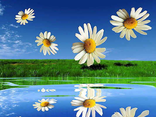 포토 JPG 해외이미지 식물 디자인 계절 꽃잎 꽃 꽃무늬 밭 일러스트 자연 하늘 풍경 초원 사람없음 야외 초록색 물 여름 파란색 컬러풀 뷰티 환경 정원 봄 흰색 시골 신선 데이지 장면 내추럴 해외포토 자연요소 컬러 무늬 농업 생태계 파일형식 이미지허브