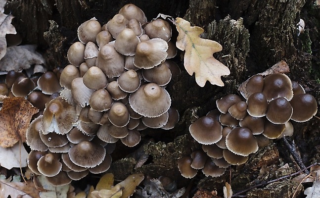 포토 JPG 해외이미지 나무 식물 계절 오렌지 자연 이끼 사람없음 야외 목재 빨간색 초록색 여름 갈색 노란색 버섯 성장 가을 흰색 숲 이슬 유기농 날것 통나무 나무껍질 내추럴 곰팡이 그물버섯 캡모자 해외포토 모자_잡화 웰빙 컬러 과일 재료 껍질 생태계 파일형식 이미지허브