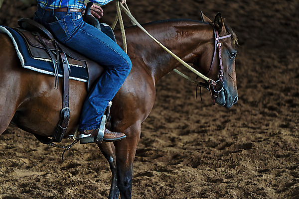 포토 JPG 해외이미지 동물 스포츠 포유류 이벤트 사람없음 가축 힘 경쟁 경기장 목장 청바지 업무 소 승마 카우보이 호주 군중 승차 자르기 다발 속도 먼지 점수 안장 대회 로데오 도우미 라이더 서쪽 해외포토 컨셉 바지 스포츠시설 모션 사람 작업 오세아니아 방향 파일형식 이미지허브