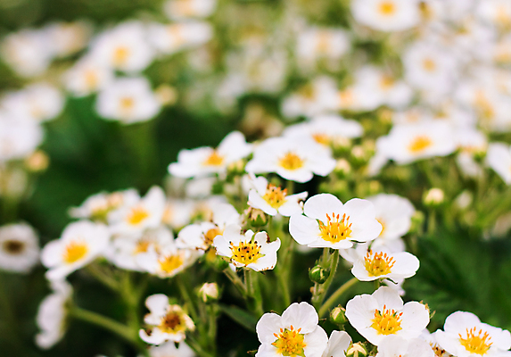 포토 JPG 해외이미지 식물 계절 열매 꽃잎 꽃 줄기 백그라운드 잎 꽃무늬 농업 과일 자연 딸기 사람없음 야외 초록색 여름 컬러풀 농장 노란색 정원 봄 활발 벚꽃 흰색 시골 개화 닫기 작음 순수 묘사 만족 꽃가루 부드러움 내추럴 맛있는 해외포토 감정 산업 컬러 컨셉 무늬 모션 감각 크기 가루 생태계 파일형식 이미지허브