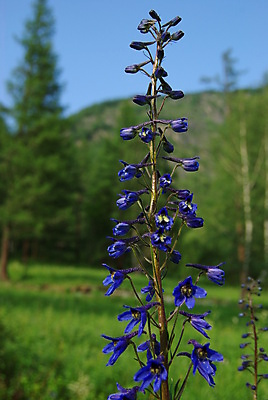 포토 JPG 해외이미지 식물 계절 꽃 호수 밭 자연 하늘 새로움 산 사람없음 야외 초록색 컬러풀 환경 계곡 보라색 침묵 봄 흰색 개화 땅 허브 언덕 장면 산악지대 생태학 절정 눈내림 해외포토 교육 컬러 컨셉 농업 눈_날씨 소리 생태계 파일형식 이미지허브