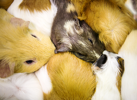 포토 JPG 해외이미지 동물 얼굴 음식 백그라운드 포유류 가정 자연 주택 털 동물원 사람없음 빨간색 초록색 반려동물 뷰티 갈색 노란색 검은색 임신 흰색 아기 잠 돼지 닫기 달콤 쥐 설치류 작음 모피 먹기 코 인기 해외포토 컬러 모션 사람 건물 신체부위 맛 크기 생태계 파일형식 이미지허브