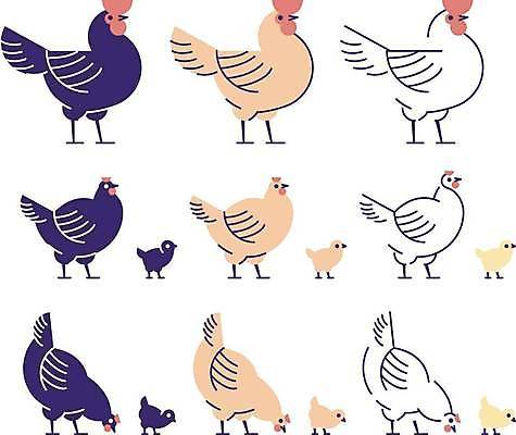 EPS 해외이미지 디자인 여러마리 일러스트 조류 병아리 사람없음 가축 닭 플랫 수탉 암탉 엘리먼트 해외일러스트 동물 다수 암컷 수컷 파일형식 벡터 이미지허브