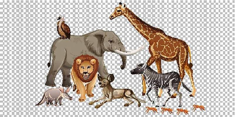EPS 해외이미지 식물 동물 야생동물 백그라운드 이동 일러스트 포유류 아프리카 자연 생물 동물원 야외 세트 환경 고양이 그룹 사자 왕 만화 수집 기린 사파리 육식동물 악어 얼룩말 사냥꾼 리빙 내추럴 동물상 미어캣 엘리먼트 시리즈 해외일러스트 직업 나라 컨셉 파충류 반려동물 조형물 말_동물 생태계 파일형식 벡터 이미지허브