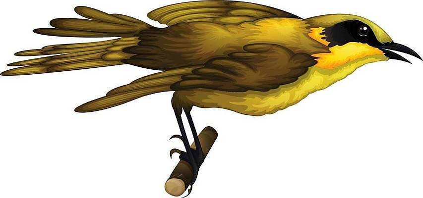 EPS 해외이미지 동물 야생동물 클리핑패스 과학 백그라운드 날개 일러스트 생물 미술 노란색 흰색 나뭇가지 생물학 꼬리 시드니 꿀 리빙 고립 동물상 생태학 해외일러스트 나무 교육 컬러 문화예술 조형물 호주 파일형식 벡터 이미지허브