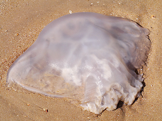 포토 JPG 해외이미지 한마리 모래 파도 바다 자연 사람없음 가로 초록색 갈색 환경 손상 죽음 투명 오염 위험 해파리 해외202004 해외포토 1 컬러 컨셉 자포동물 생태계 파일형식